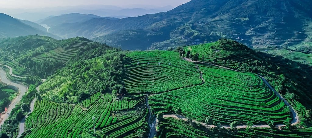 Pinghu Tea Garden, Ningde City, Fujian Province 2025