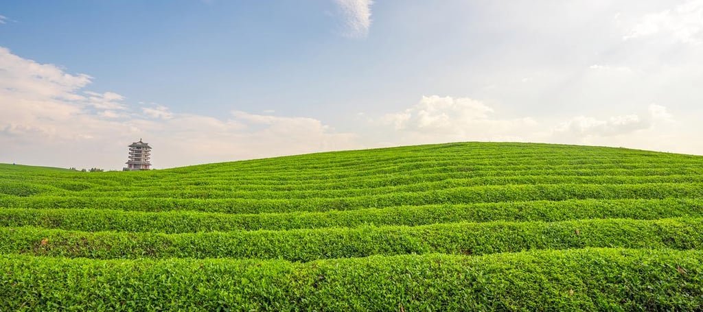 Longjing Tea Garden, Hangzhou City, Zhejiang Province 2025