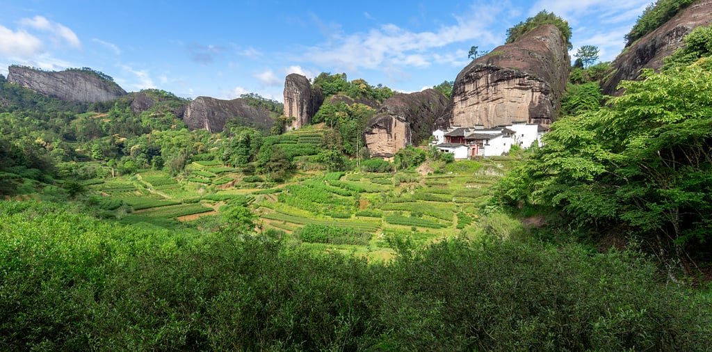 Matouyan Tea Garden, Wuyi Mountain City, Fujian Province 2025