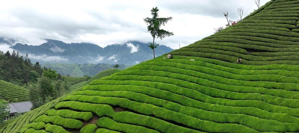 Zouma Tea Garden, Hefeng County, Enshi City, Hubei Province 2025