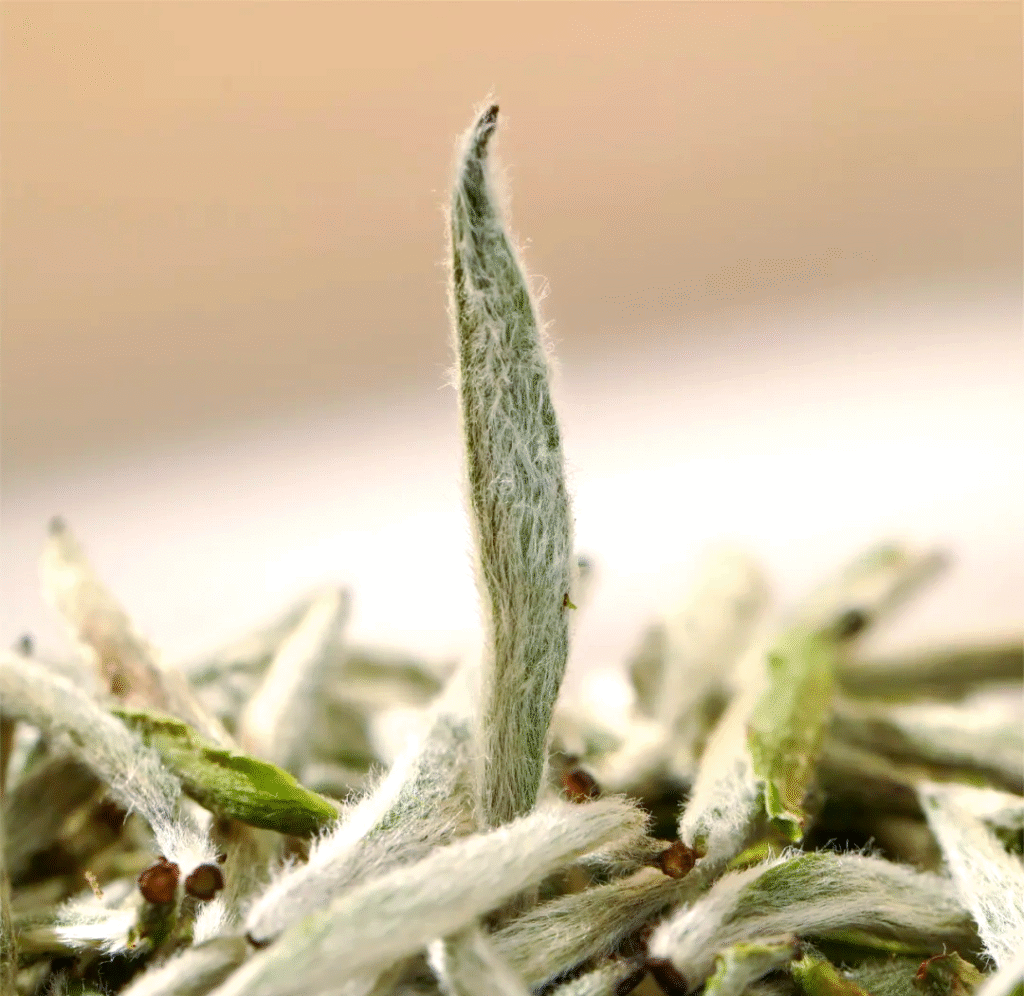 white tea -3