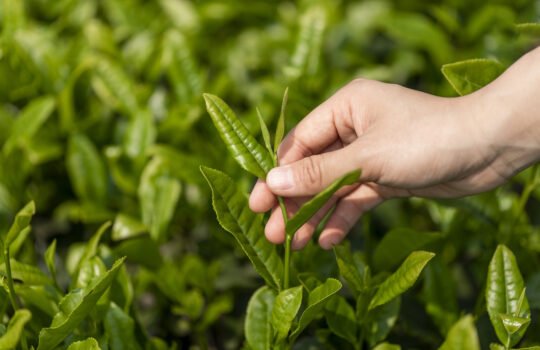 The Wisdom of Slow Living in Chinese Tea