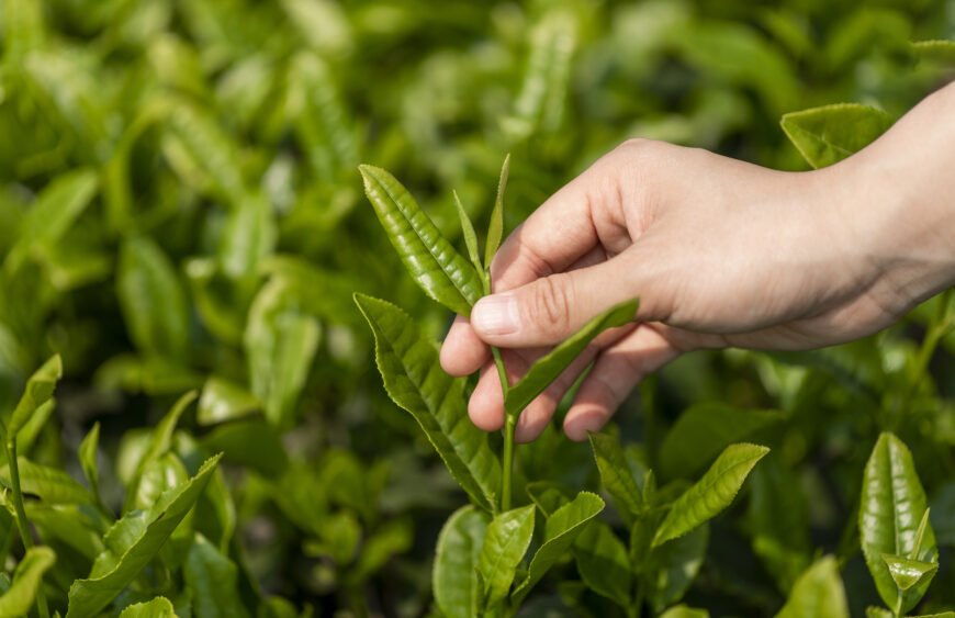 The Wisdom of Slow Living in Chinese Tea