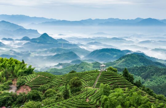 Traditional Chinese tea processing as UNESCO intangible cultural heritage